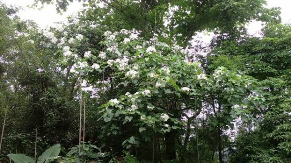 Holy Mountain - Tung Blossom Festival I