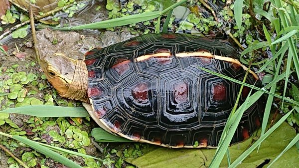 Holy Mountain - Snake Turtle, Yellow-rimmed Turtle