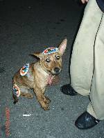 Thumb044.jpg (71288 bytes)