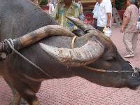 Thumb022.jpg (68614 bytes)