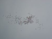 0326_29.JPG (36020 bytes)