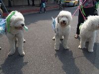 0326peace_034.JPG (120336 bytes)