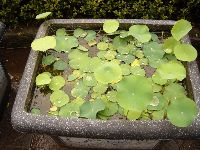 0424_025.JPG (154457 bytes)