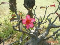 0205_017.JPG (158264 bytes)