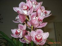 0325_005.JPG (93589 bytes)