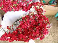 0514_003.JPG (99450 bytes)