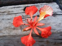 nantou_084.JPG (118328 bytes)