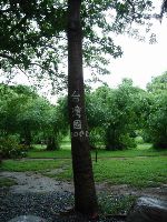 0611_057.jpg (127845 bytes)