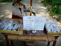 0702sugar_027.JPG (132542 bytes)