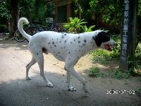 0702sugar_031.JPG (117510 bytes)