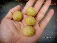 0702sugar_038.JPG (83260 bytes)