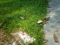 0702sugar_059.JPG (194602 bytes)