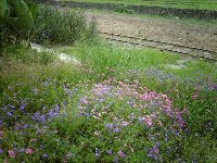 0702sugar_074.JPG (205810 bytes)