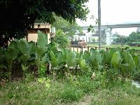 0702sugar_075.JPG (159580 bytes)