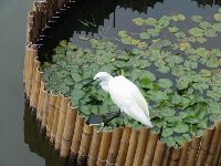 0826rally_040.JPG (121340 bytes)