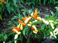 0826rally_255.JPG (153259 bytes)