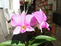 0120_035.JPG (103348 bytes)