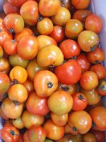 0220_053.JPG (69382 bytes)