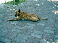 0527_052.JPG (149619 bytes)