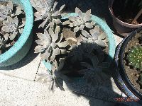 0630_073.JPG (150395 bytes)