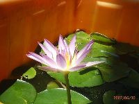 0630_078.JPG (83147 bytes)