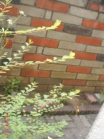 0705_001.JPG (77541 bytes)