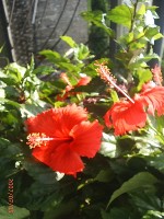 0705_014.JPG (69460 bytes)