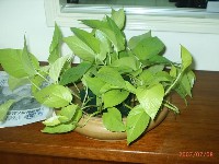 0708_009.JPG (60513 bytes)