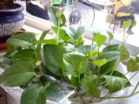 0812_034.JPG (126531 bytes)