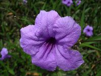 0915_0261.JPG (96067 bytes)