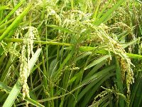 1101_044.JPG (167650 bytes)