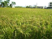 1101_045.JPG (187673 bytes)