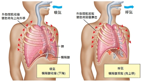 http://www.hkpe.net/hkdsepe/human_body/images/breathing_mechanism.jpg