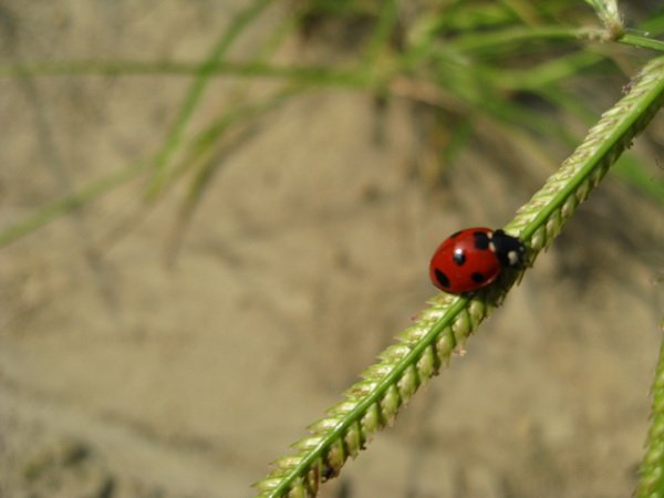 ladybug