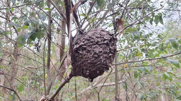 2021-05-29 Holy Mountain - Ant Nest, Yellow Hibiscus